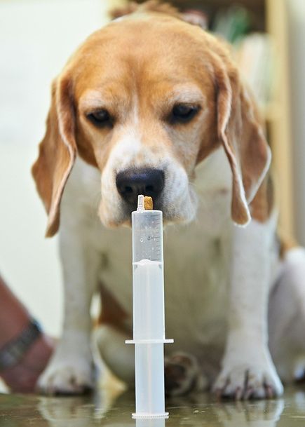 Tier Impfung Hund