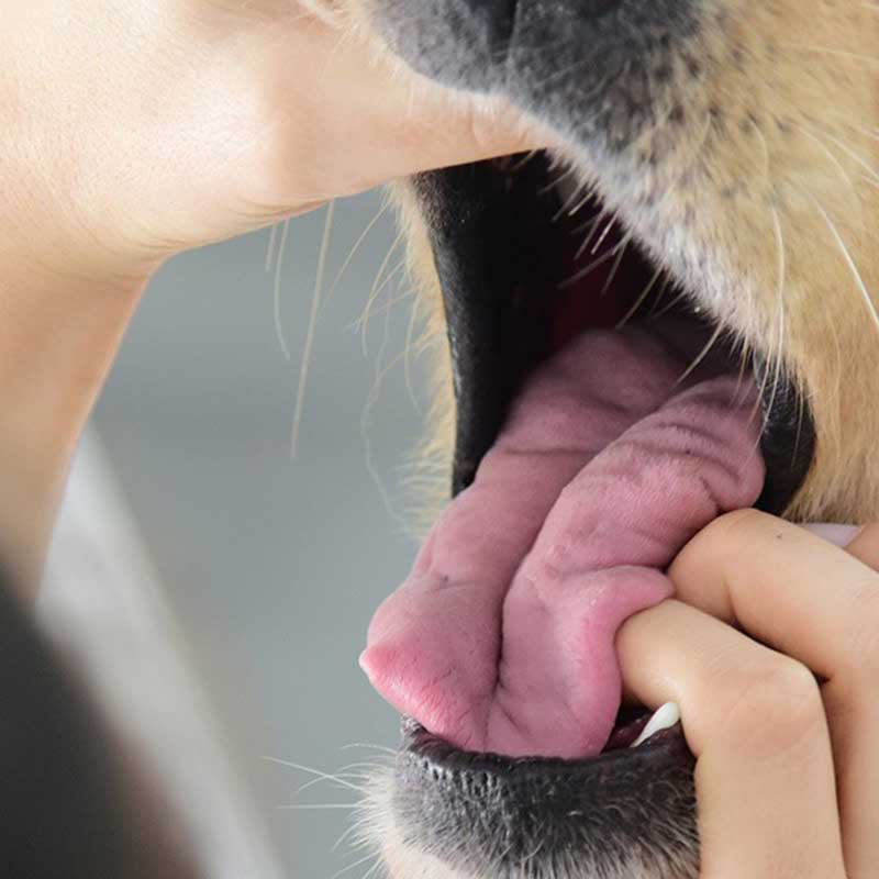 Zahnbehandlung Hund 