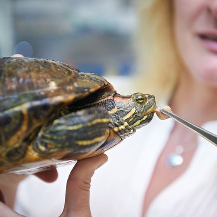 Gesundheitsvorsorge Schildkröte