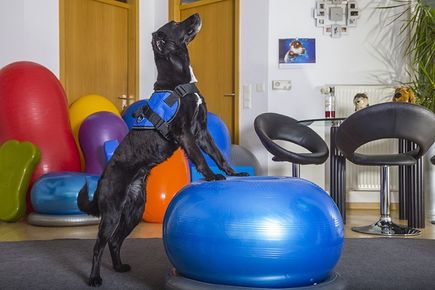 Hunde Physiotherapie